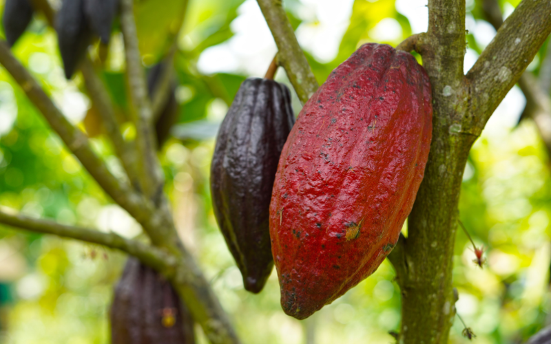 Kakaobohne am Strauch