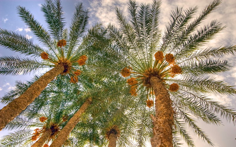 Dattelpalmen: Die Superfoodpalme