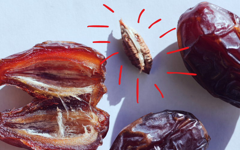 Alles über Dattelkerne