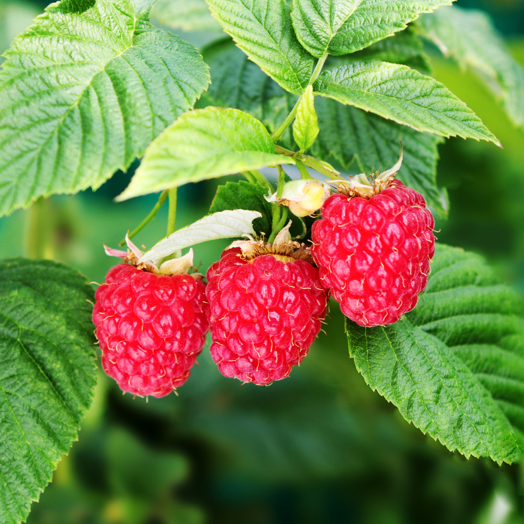 Himbeeren können das ganze Jahr über wachsen und das ganze Jahr als cremige Füllung der Dattelpralinen dienen