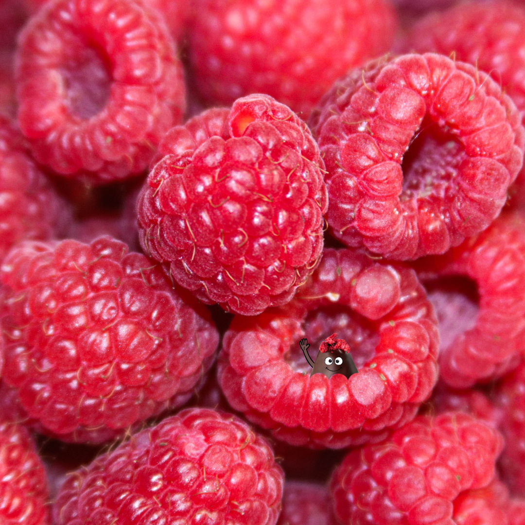 Himbeeren sorgen für eine süß-spritzige Cremefüllung der djoon Pralinen Raspberry Cream
