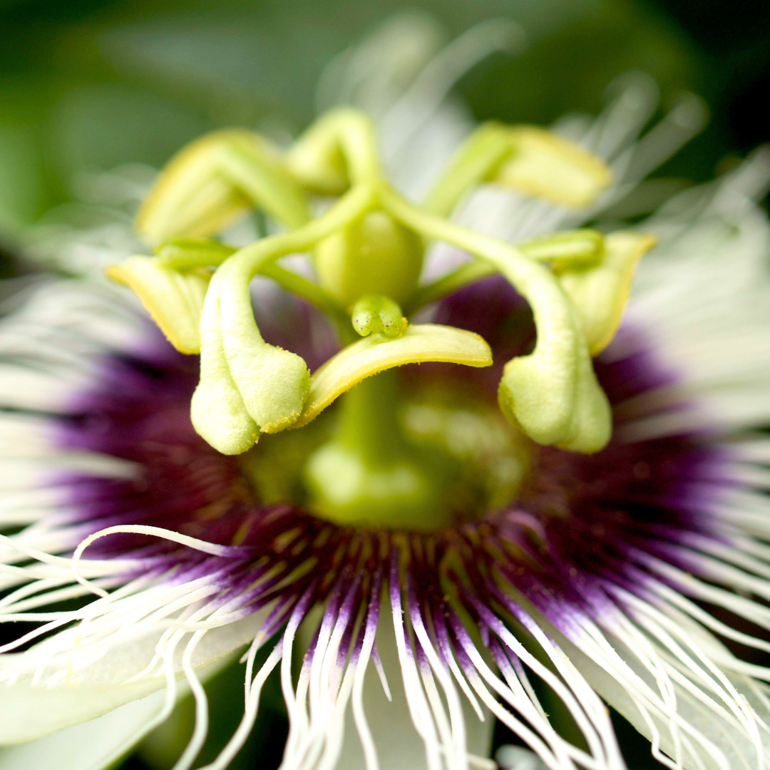 Die Passionsfrucht zählt zu den beliebtesten Sorten bei djoon - mit interessanter Geschichte, aber noch besserem Geschmack