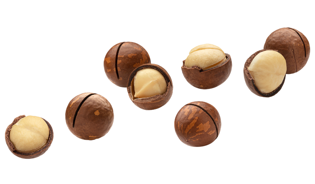 Vollmundige Macadamias als Königin der Nüsse genau richtig in den Dattelpralinen von djoon