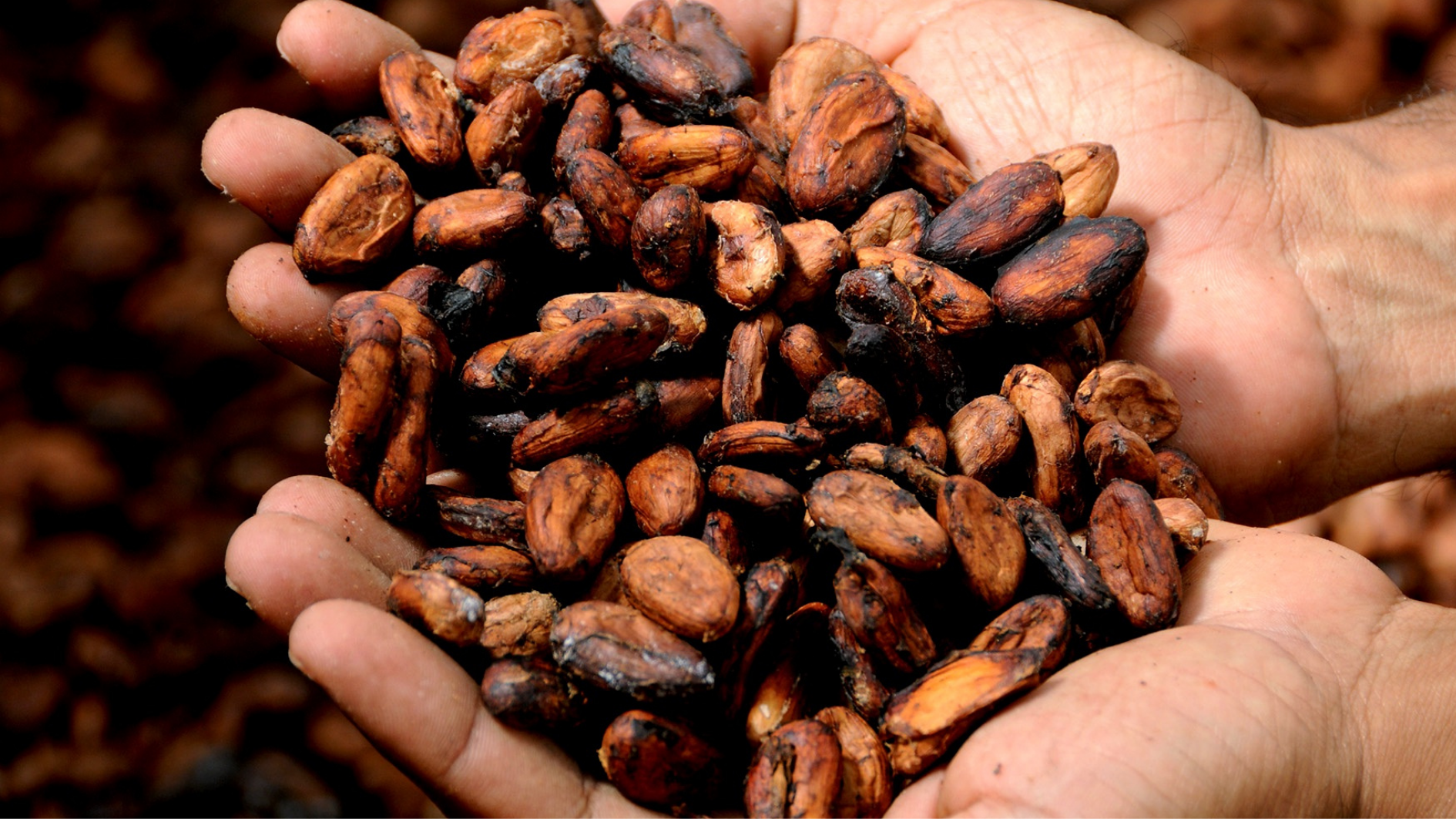 Fairtrade und nachhaltige Kakaobohnen für die Schokolierung unserer bio Pralinen 